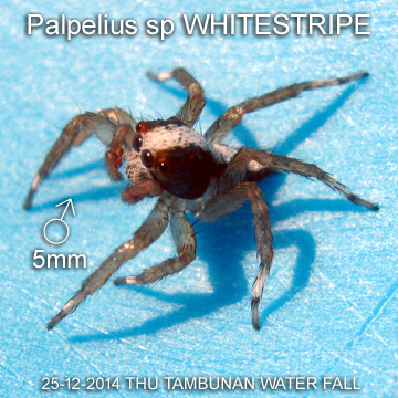 Palpelius sp WHITESTRIPE
