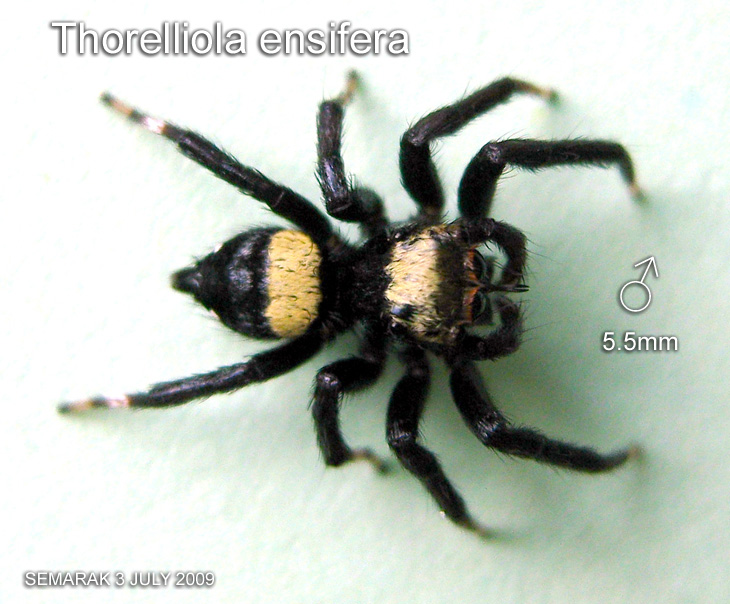 Thorelliola ensifera (Thorell, 1877) 