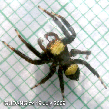 Thorelliola ensifera (Thorell, 1877) 