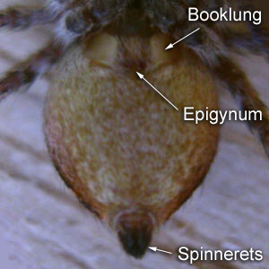 Ventral View (abdominal view)