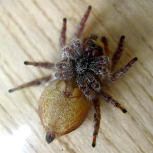 Prosoma (cephalothorax) and Opisthosoma (abdomen)