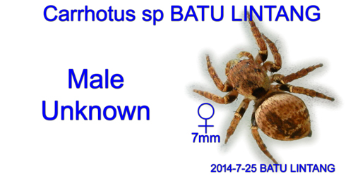 Carrhotus sp.BATU LINTANG