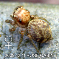 Carrhotus sp ROSE CABIN 貓跳蛛新種於婆羅洲島