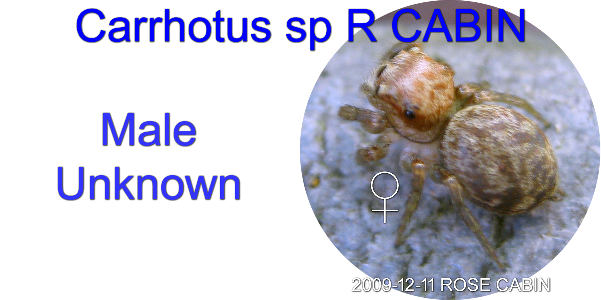 Carrhotus sp ROSE CABIN
