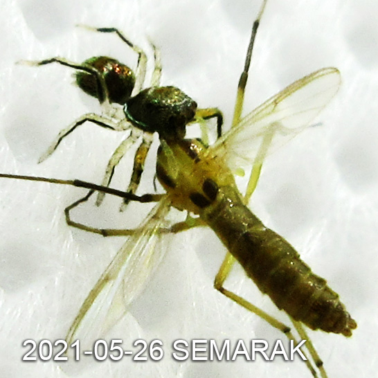 A baby spider Carrhotus spp hunted down an insect three times of its size