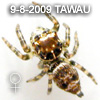 Carrhotus TAWAU Female