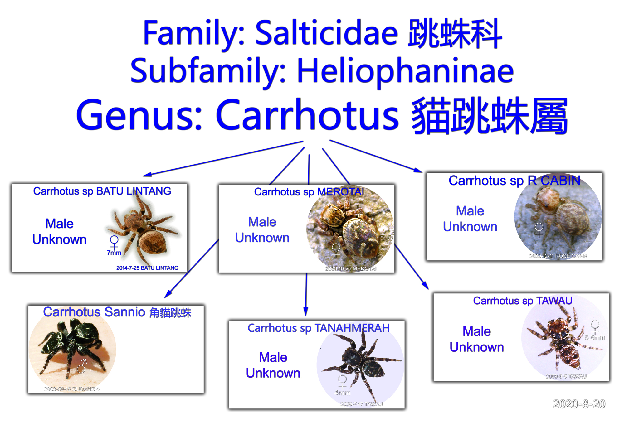 Genus: Carrhotus 貓跳蛛屬