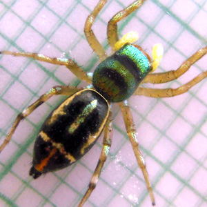 female Cosmophasis thalassina