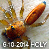 Telamonia sp HOLY