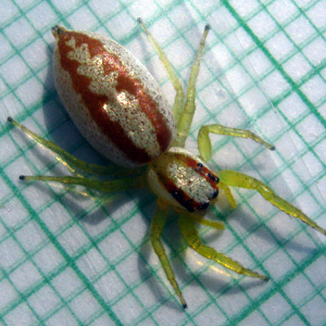 female Epocilla calcarata