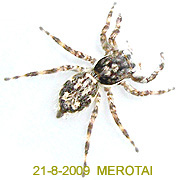 Menemerus MEROTAI