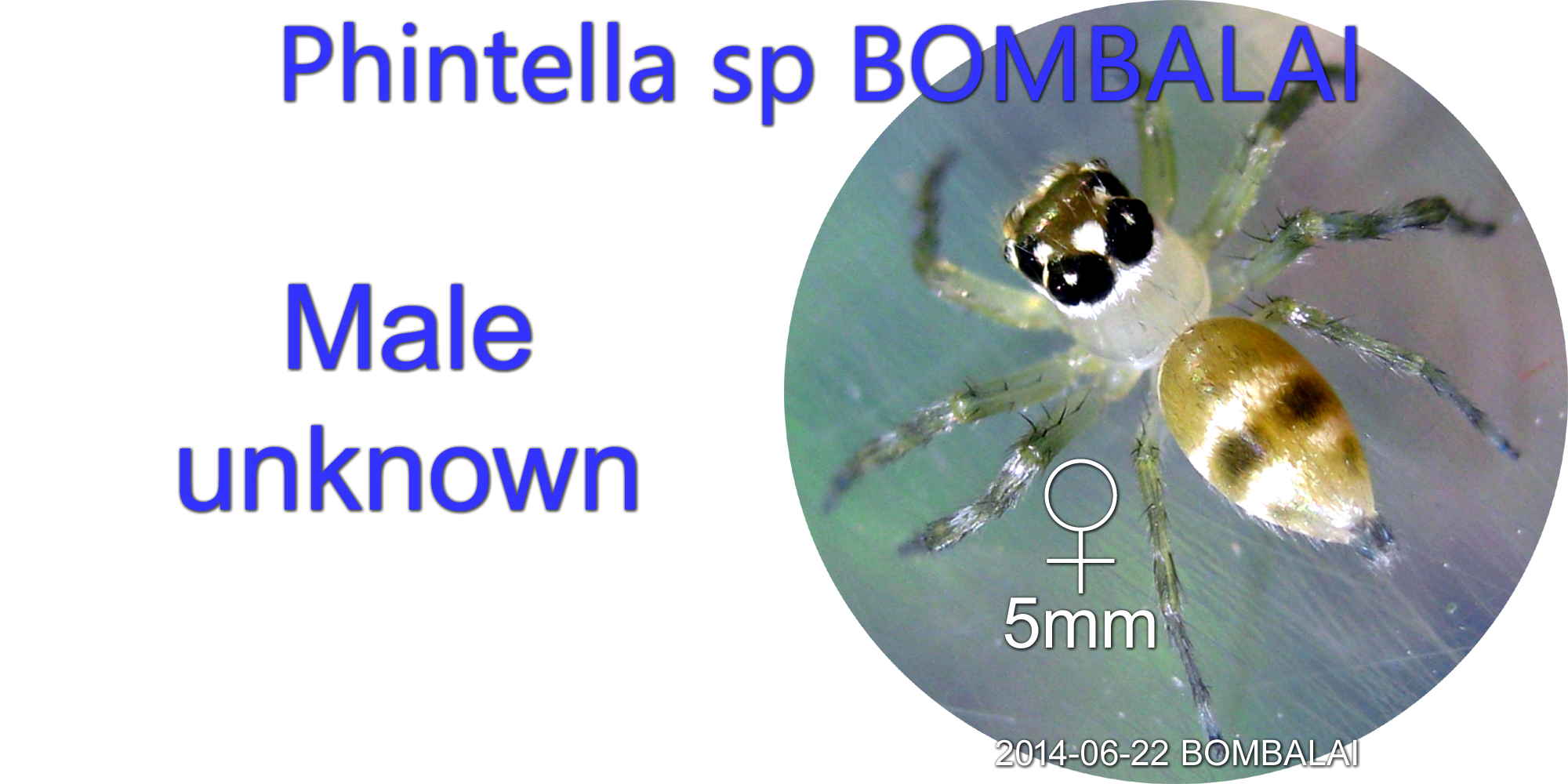 Phintella species