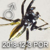 Phintella debilis 代比金蟬蛛