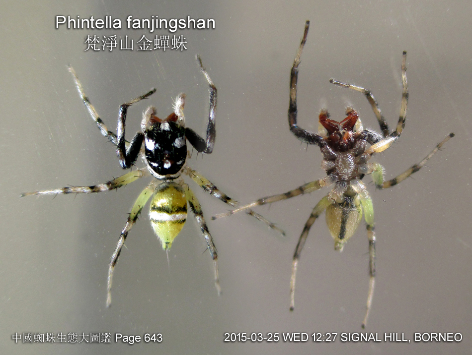 Phintella fanjingshan 梵淨山金蟬蛛