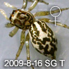 Phintella versicolor