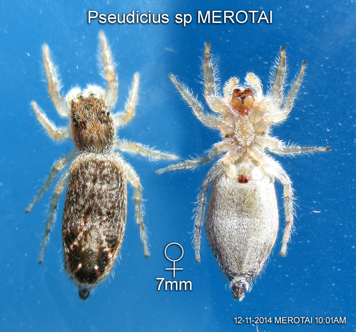 Pseudicius sp MEROTAI