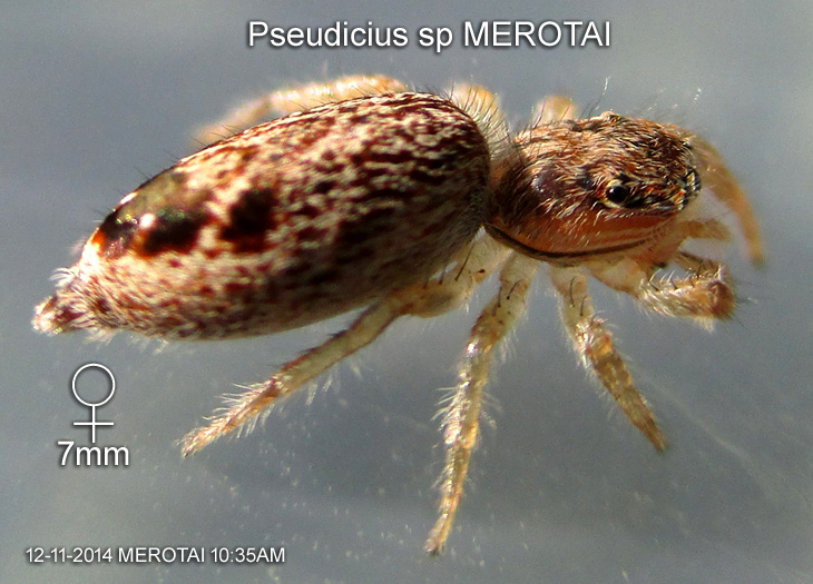 Pseudicius sp MEROTAI