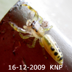 Asemonea KNP