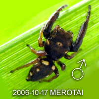 Mendoza sp MEROTAI