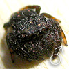 Simaetha sp BALUNG