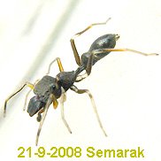 黑色蟻蛛 Myrmarachne inermichelis