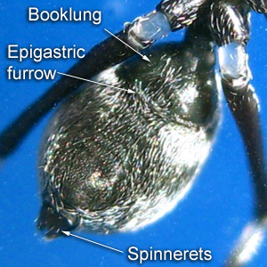 Abdomen of a male Myrmarachne malayana.