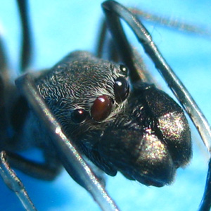 Eyes of Myrmarachne malayana