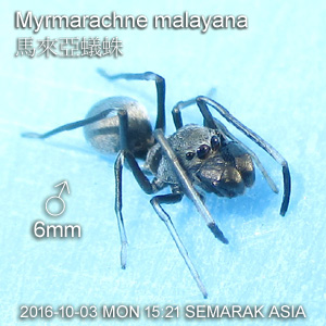 Myrmarachne malayana