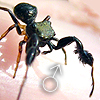 Harmochirus brachiatus