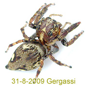 Spartaeinae Spider - Burmattus GERGASSI