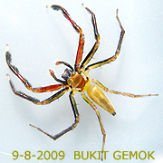 Epeus alboguttatus
