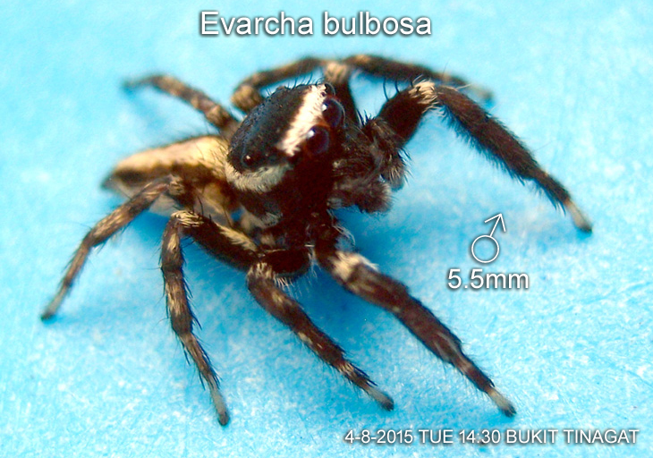 Palpelius sp TINAGAT