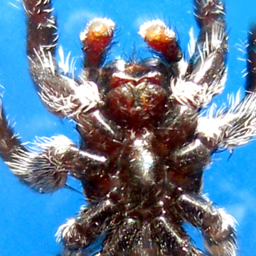 Palpelius sp TINAGAT