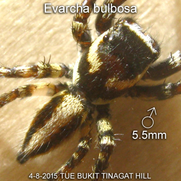 Palpelius sp TINAGAT