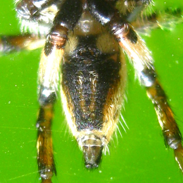 Palpelius sp TINAGAT