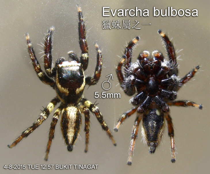 Palpelius sp TINAGAT