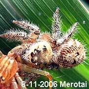 寬胸蠅虎 Rhene atrata