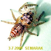 寬胸蠅虎 Rhene atrata