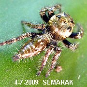 寬胸蠅虎 Rhene atrata