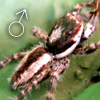 Plexippus species