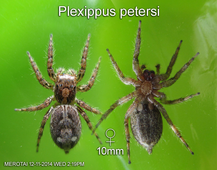 Plexippus petersi