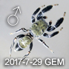 New Genus sp GEMOK