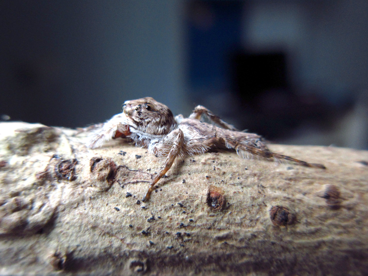 Cocalus murinus