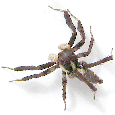 Portia fimbriata