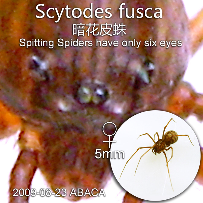 Scytodes fusca 暗花皮蛛