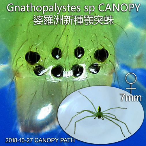 Gnathopalystes sp CANOPY 顎突蛛新種於婆羅洲島 is another new record of Borneo that require scientific survey.