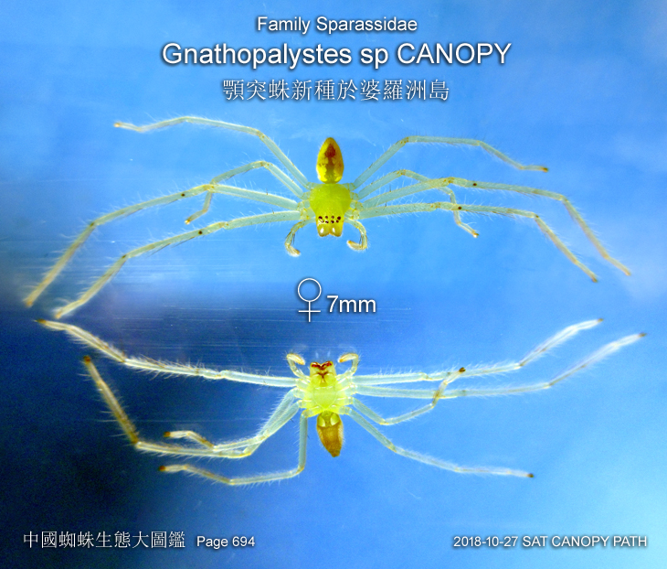 Gnathopalystes sp CANOPY 顎突蛛新種於婆羅洲島