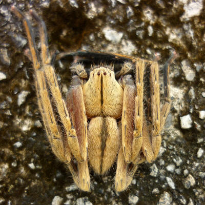 Huntsman Spider - Isopeda NABALU