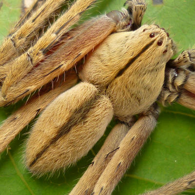 Huntsman Spider - Isopeda NABALU