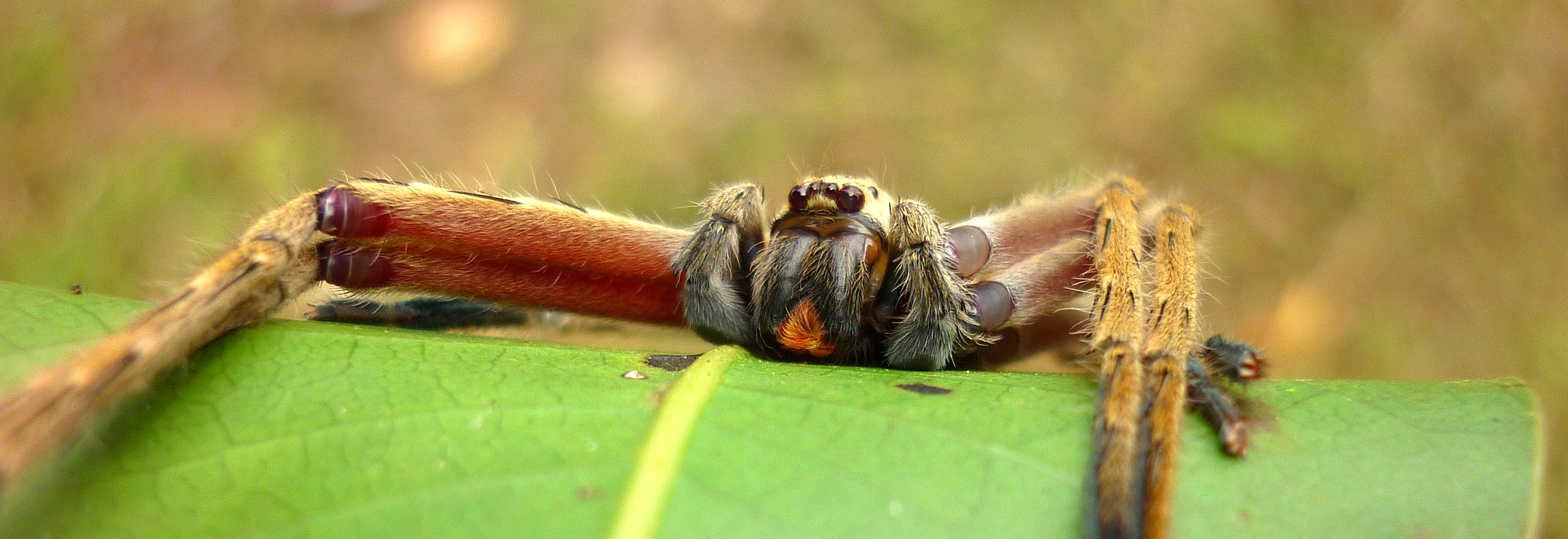 Gnathopalystes sp NABALU